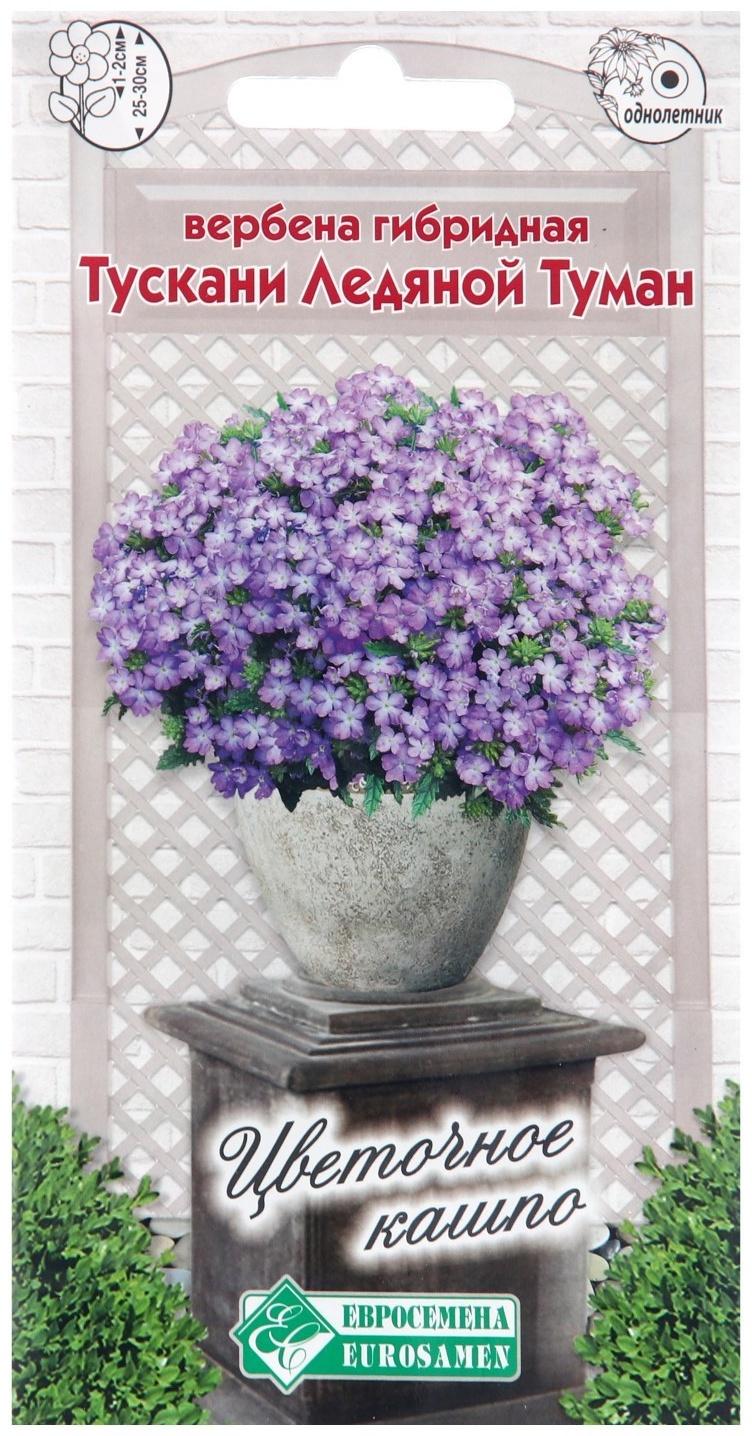 Семена цветов Вербена гибридная 