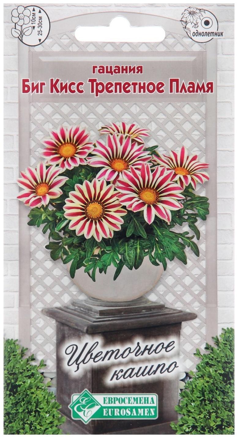 Семена цветов Гацания жестковатая 