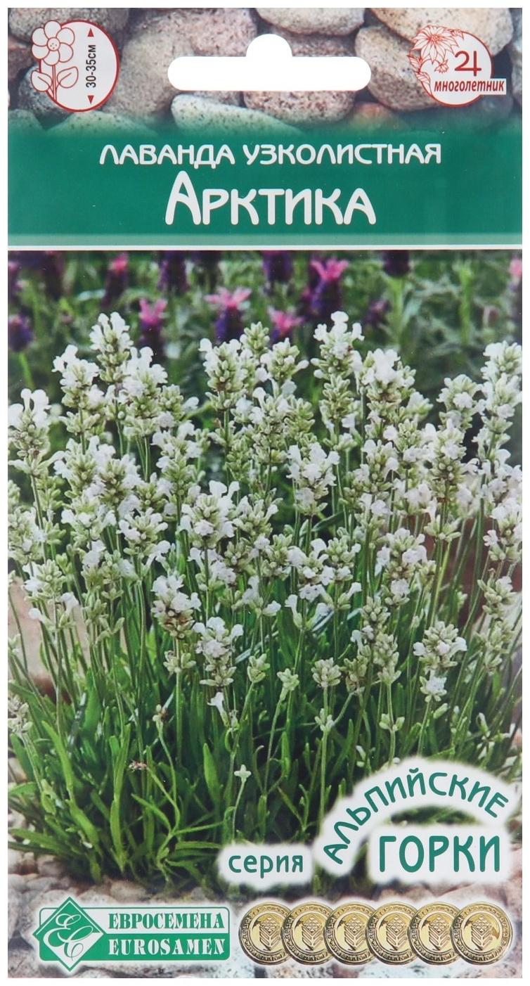 Семена Лаванда узколистная 