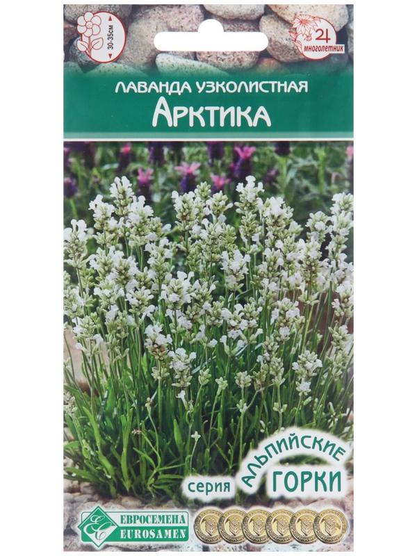 Семена Лаванда узколистная 