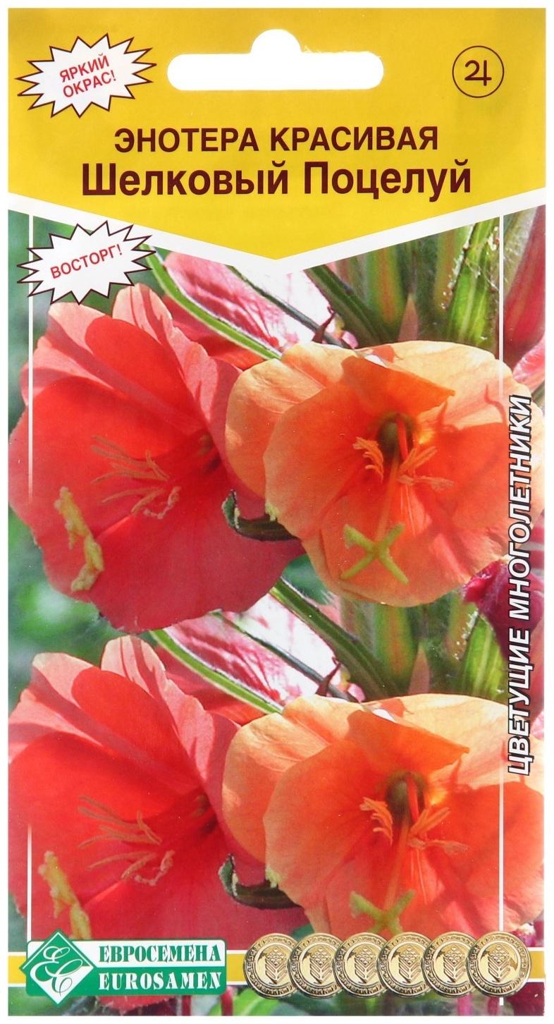 Семена Энотера красивая 