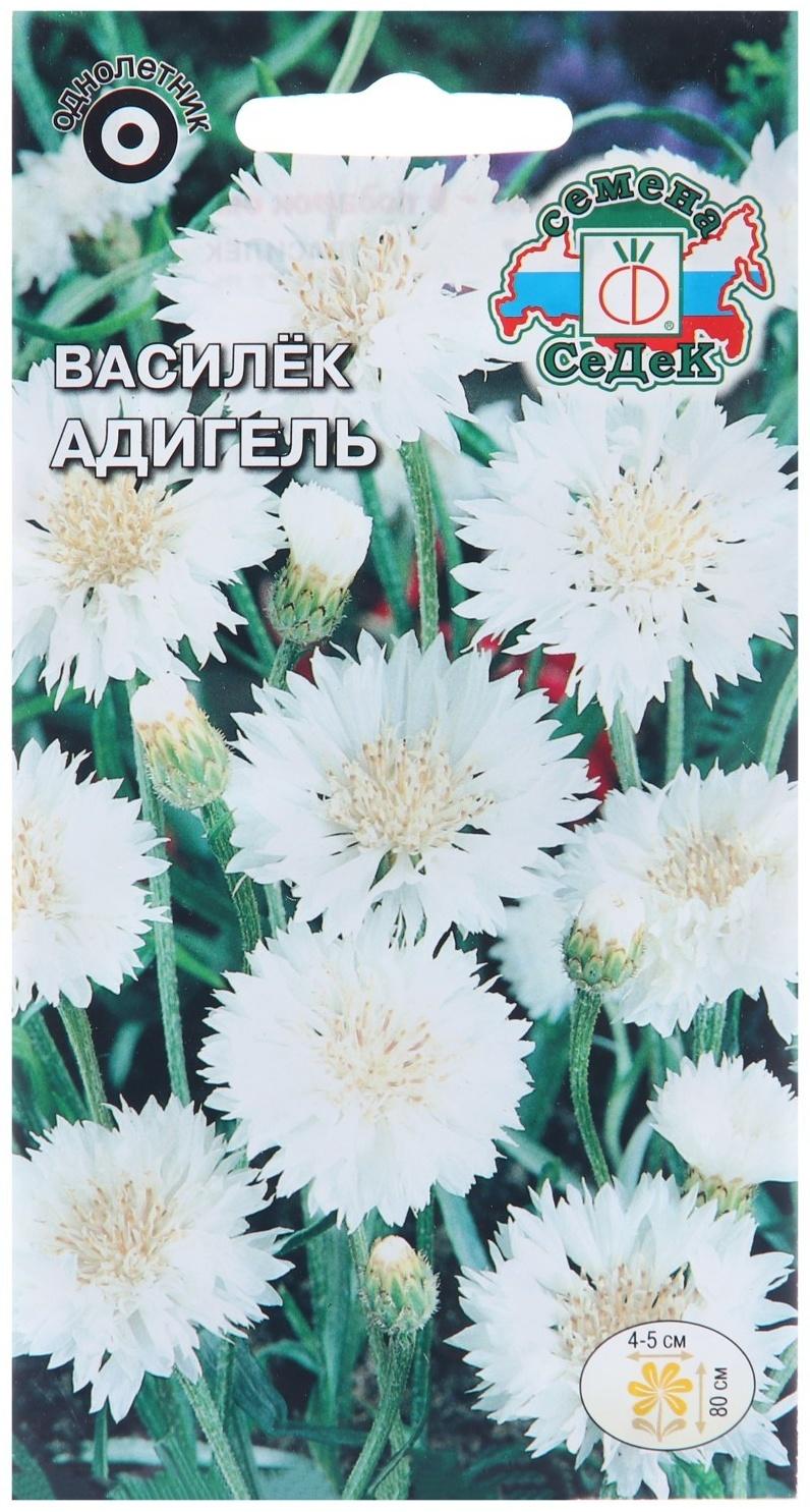 Семена цветов Василек 