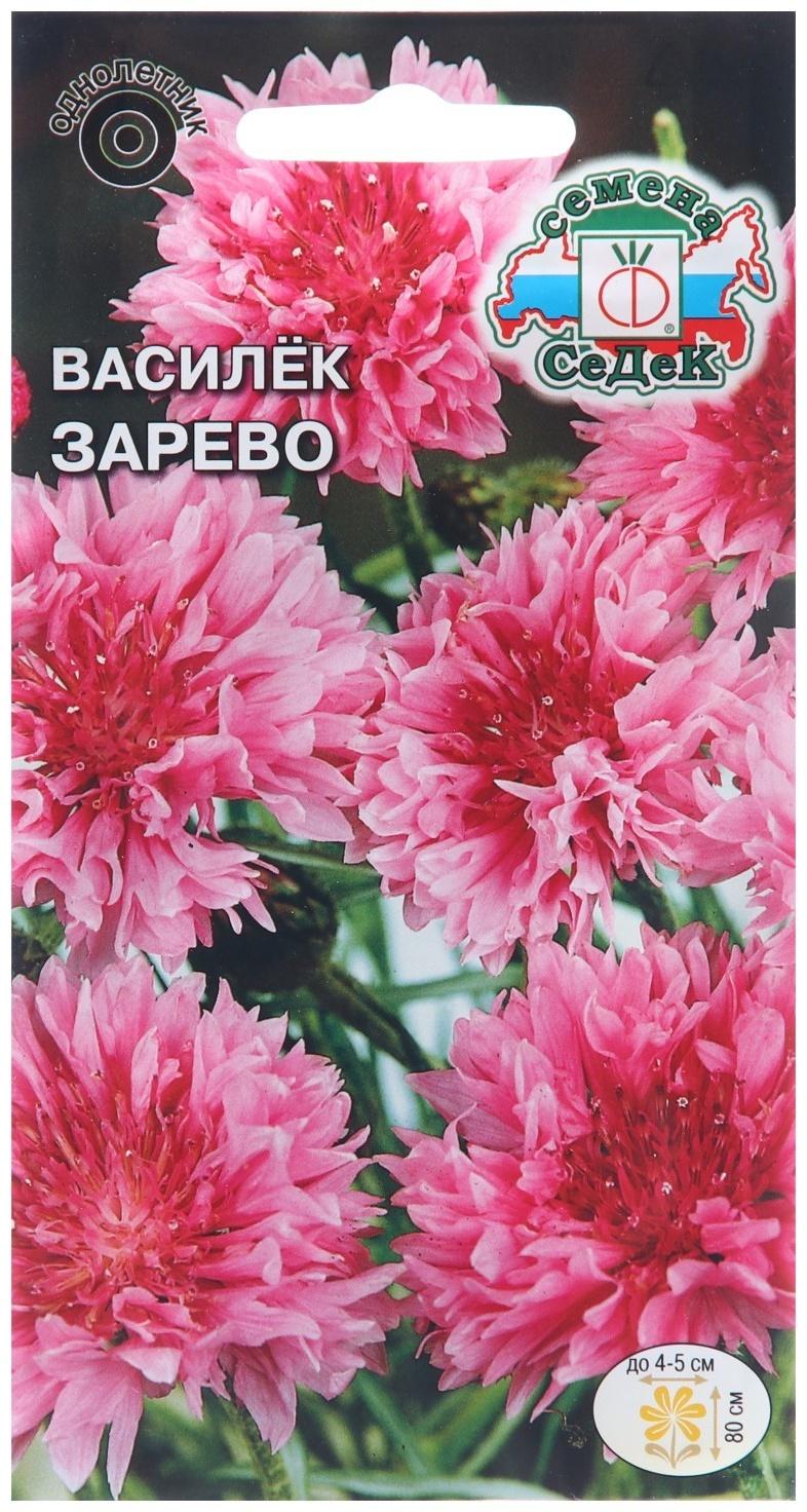 Семена цветов Василек 