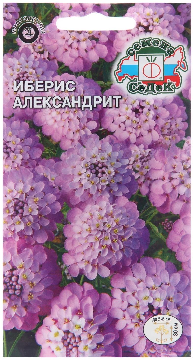 Семена цветов Иберис 