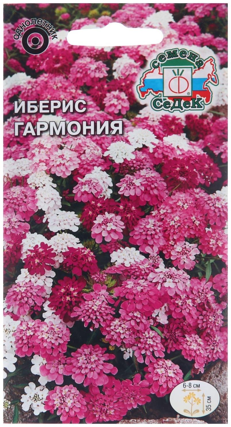 Семена цветов Иберис 