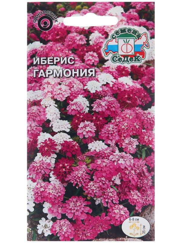 Семена цветов Иберис 