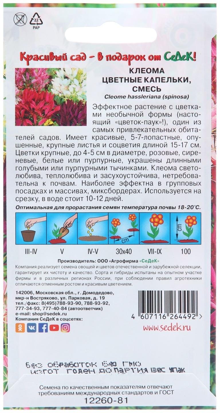Семена цветов Клеома 