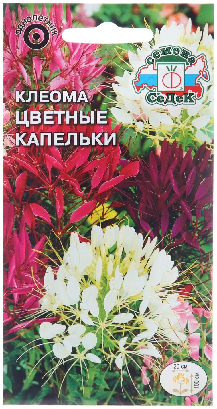 Семена цветов Клеома 