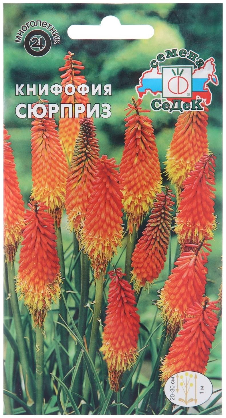 Семена цветов Книфофия 