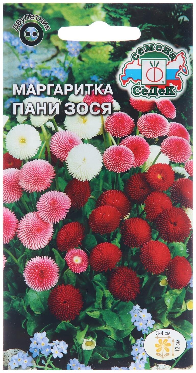 Семена цветов Маргаритка 