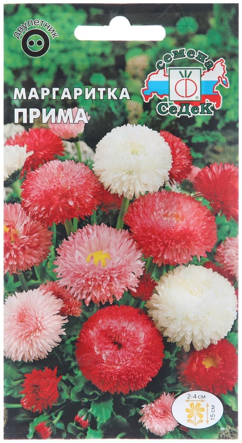 Семена цветов Маргаритка 