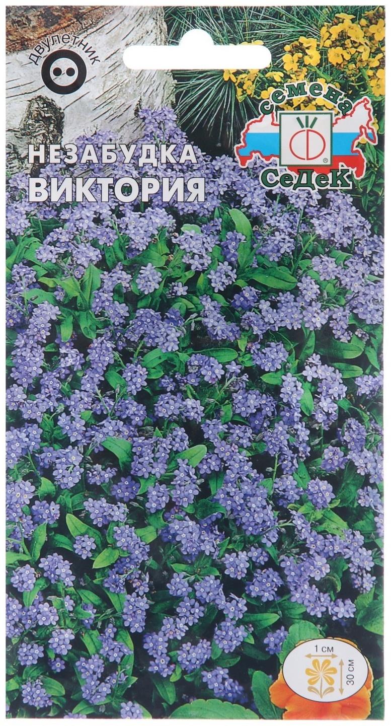 Семена цветов Незабудка 