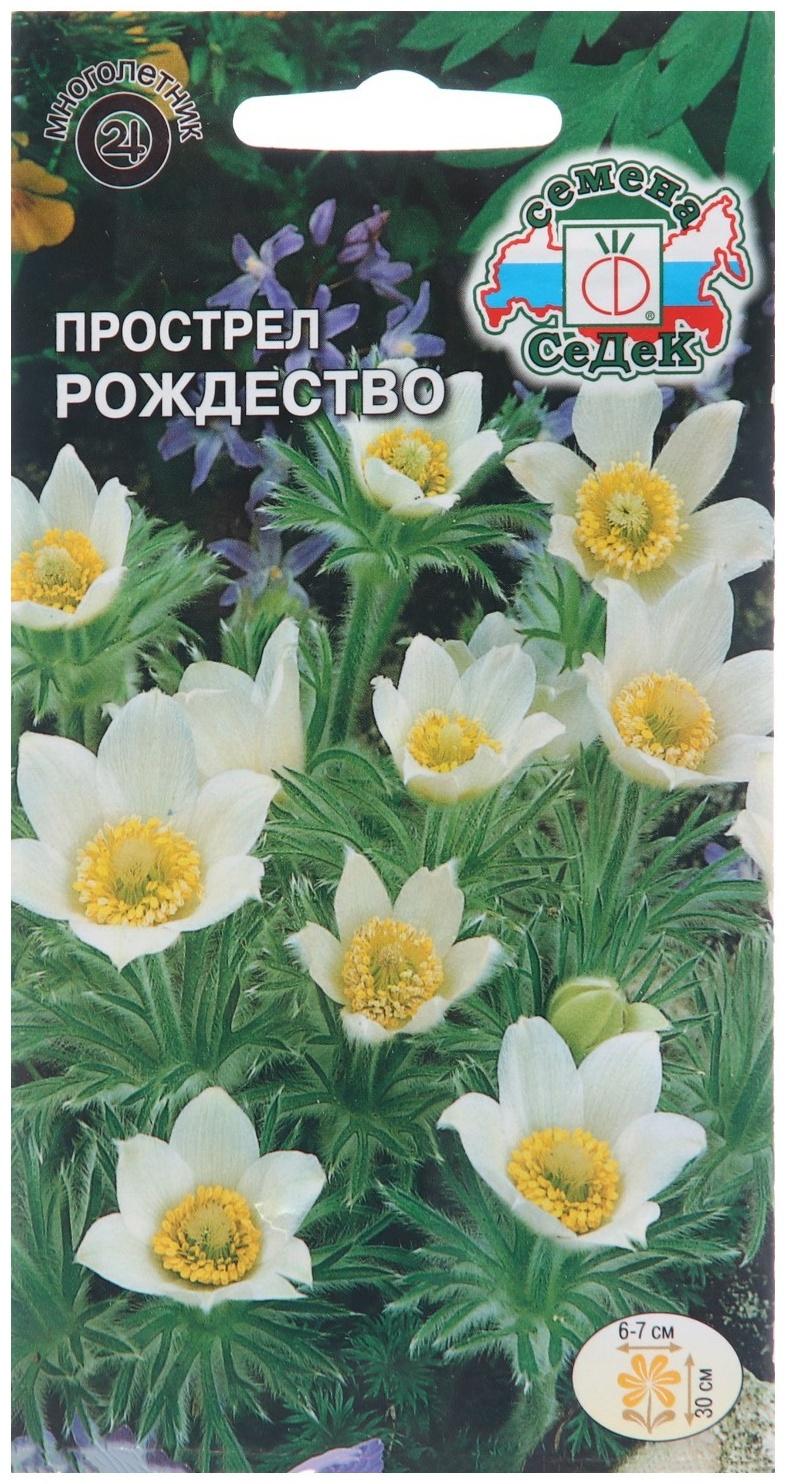 Семена цветов Прострел 