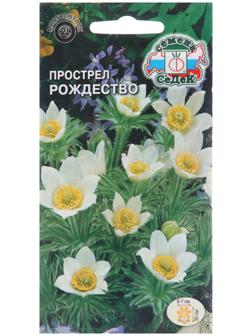 Семена цветов Прострел 