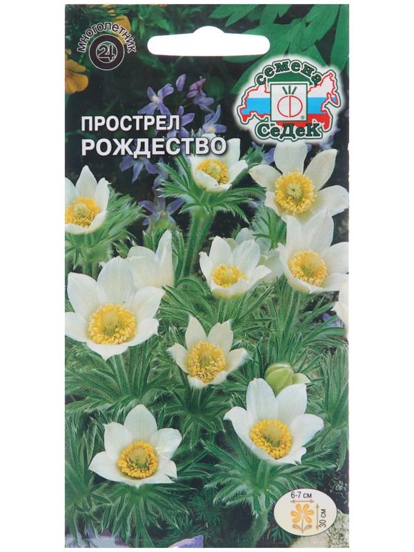 Семена цветов Прострел 