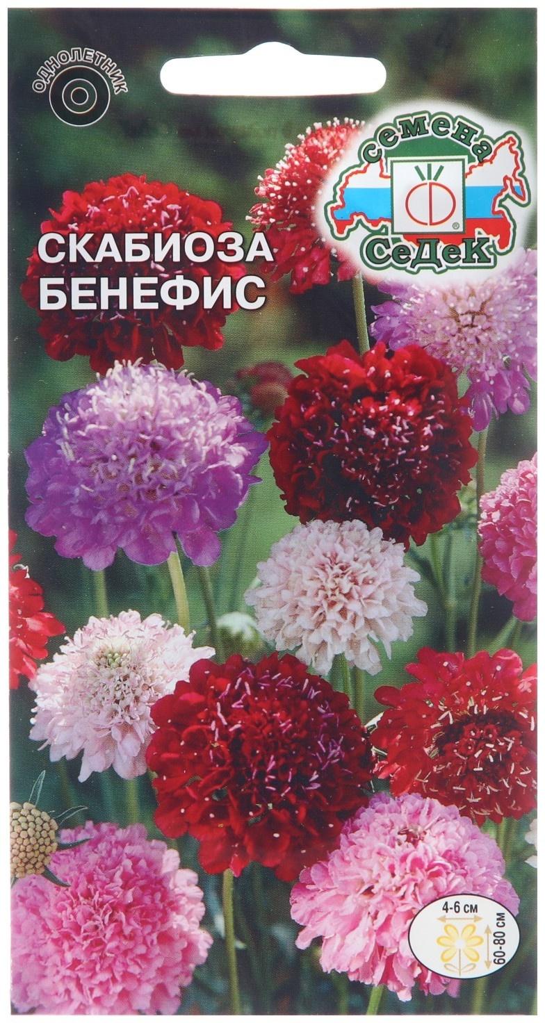Семена цветов Скабиоза 