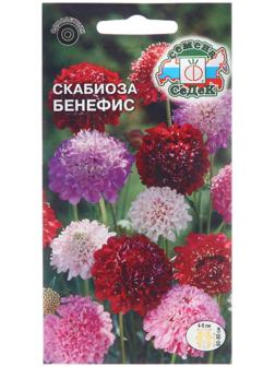 Семена цветов Скабиоза 