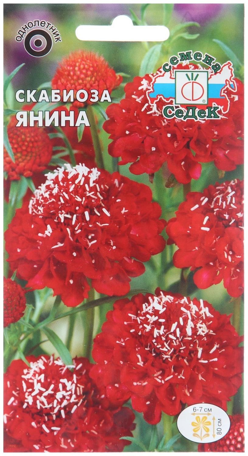 Семена цветов Скабиоза