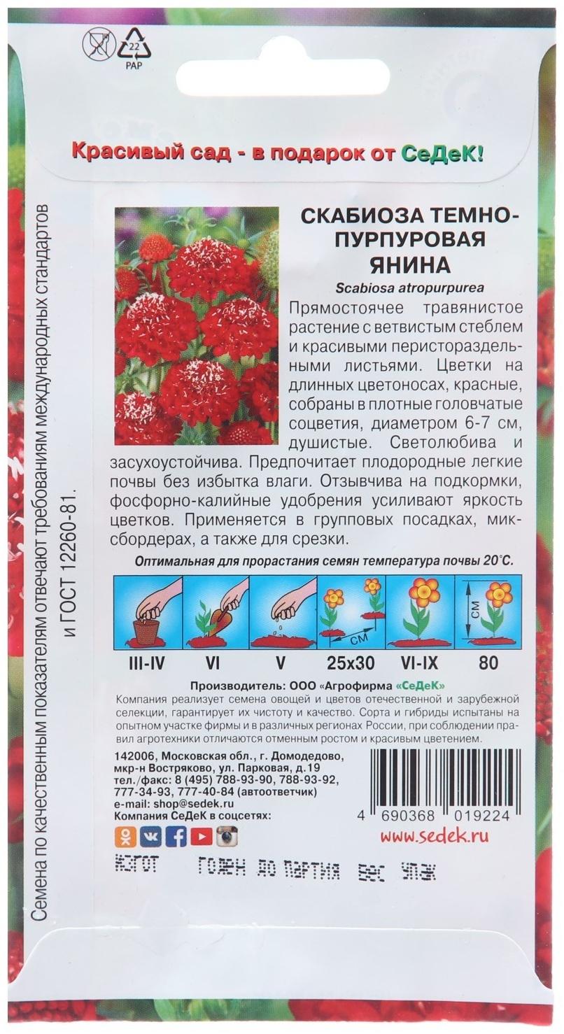 Семена цветов Скабиоза