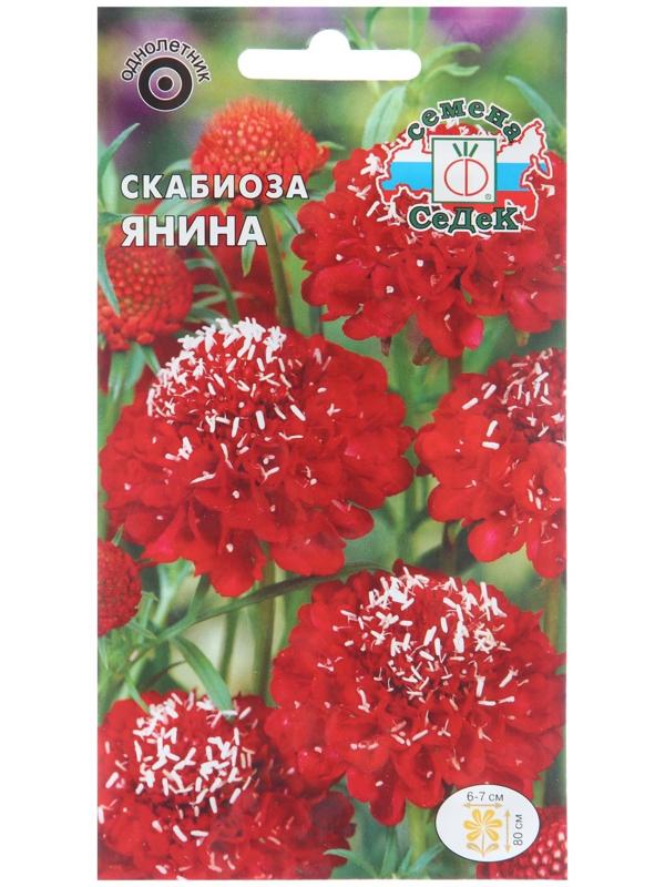 Семена цветов Скабиоза