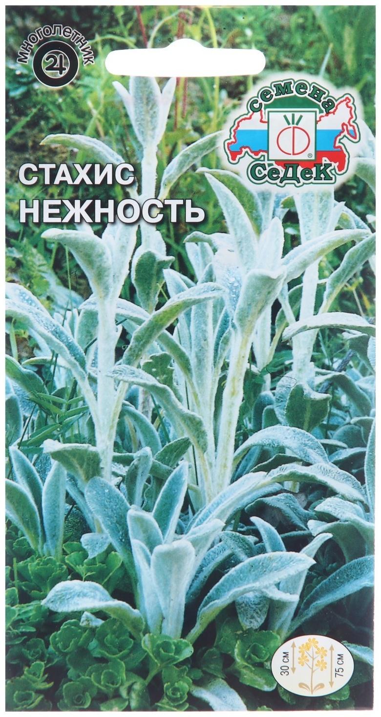 Семена цветов Стахис 