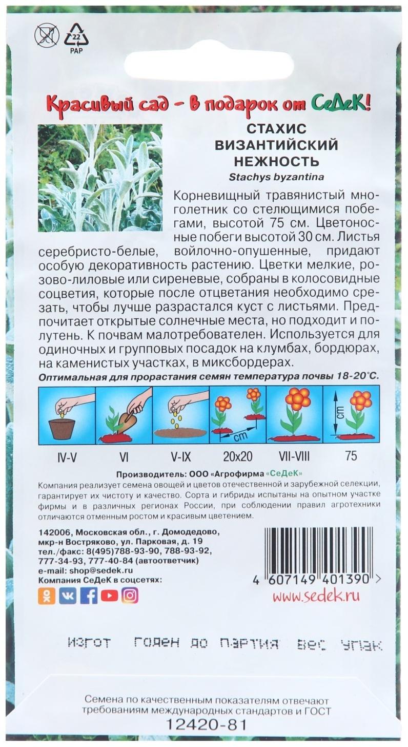 Семена цветов Стахис 