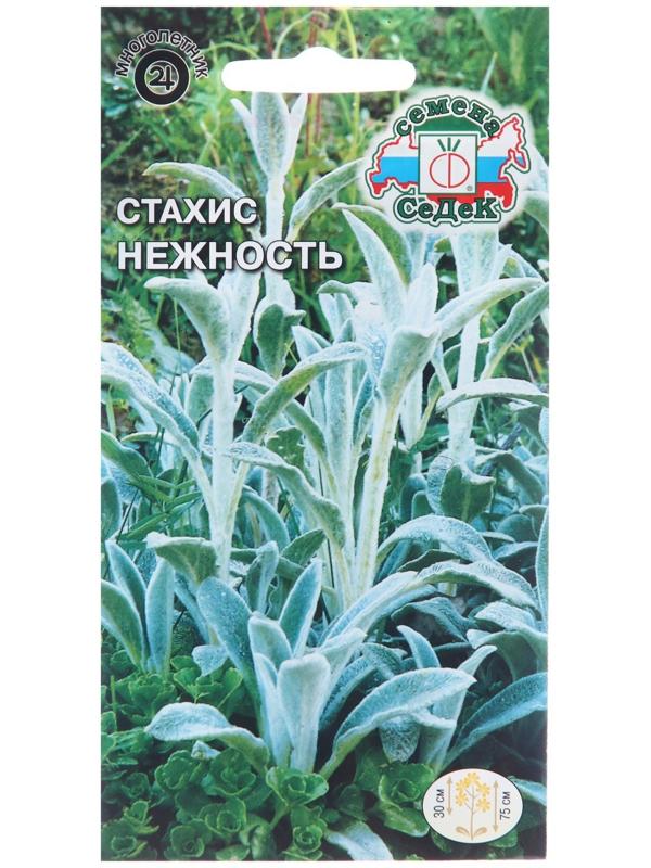 Семена цветов Стахис 
