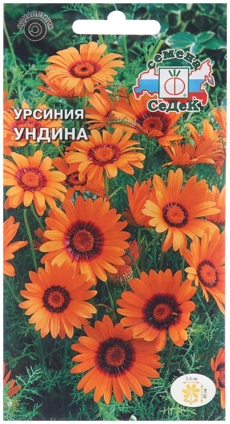 Семена цветов Урсиния 