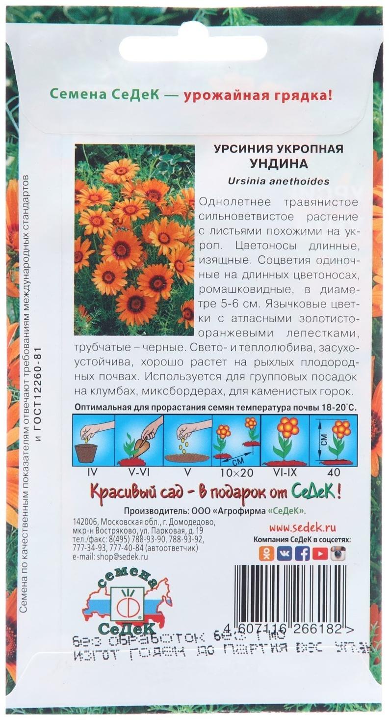 Семена цветов Урсиния 