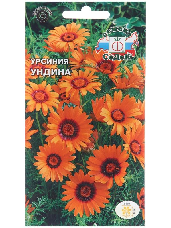 Семена цветов Урсиния 