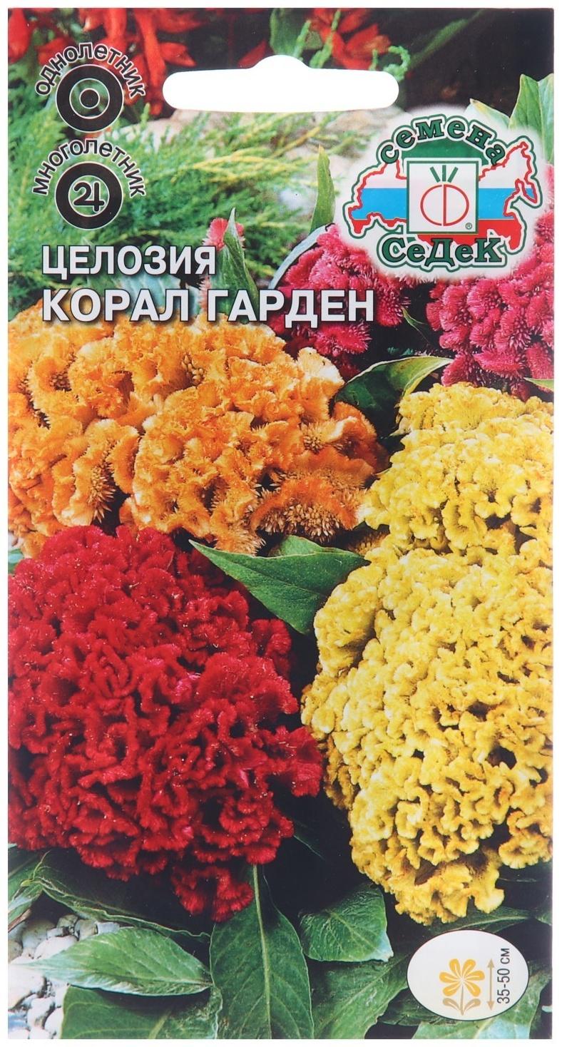 Семена цветов Целозия 