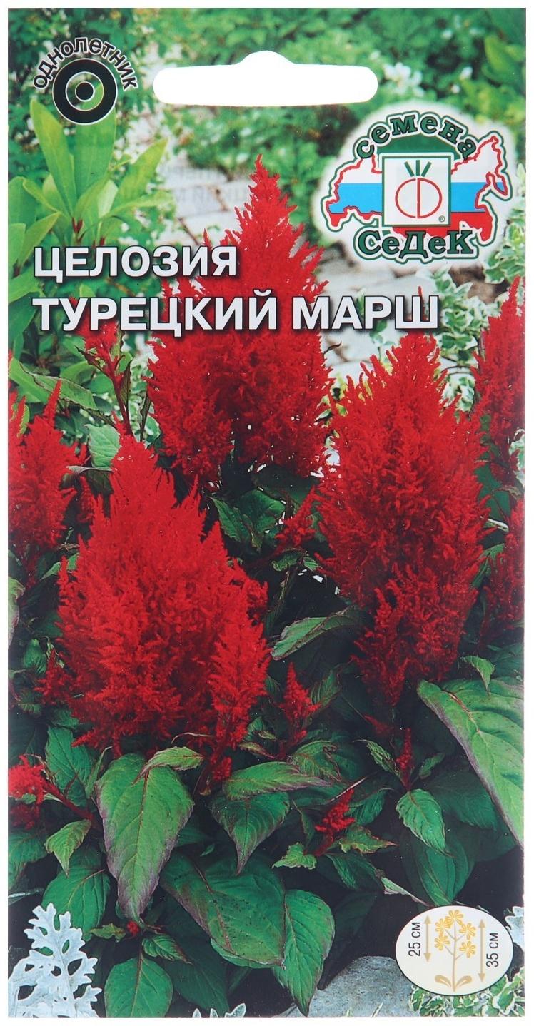 Семена цветов Целозия 