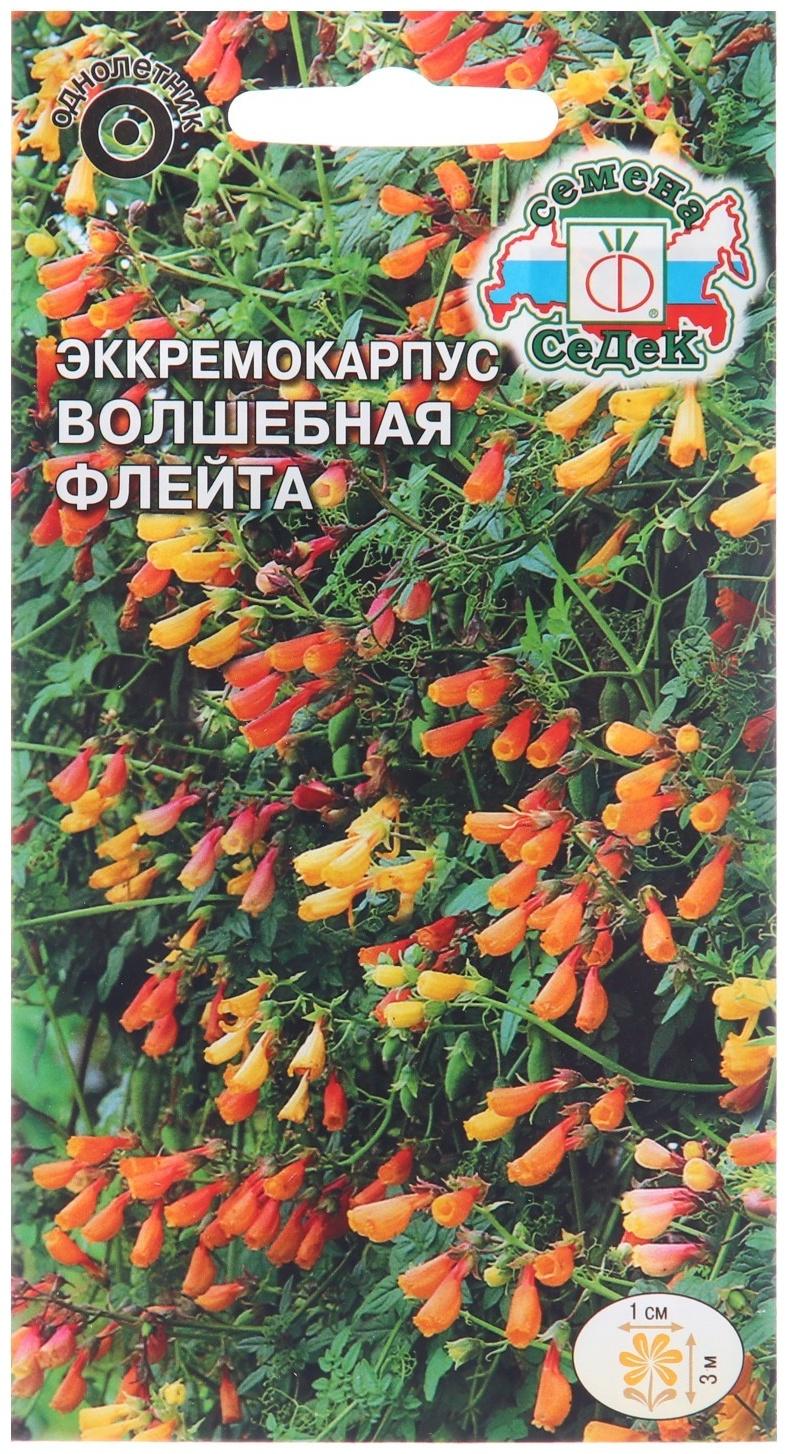 Семена цветов Эккремокарпус 