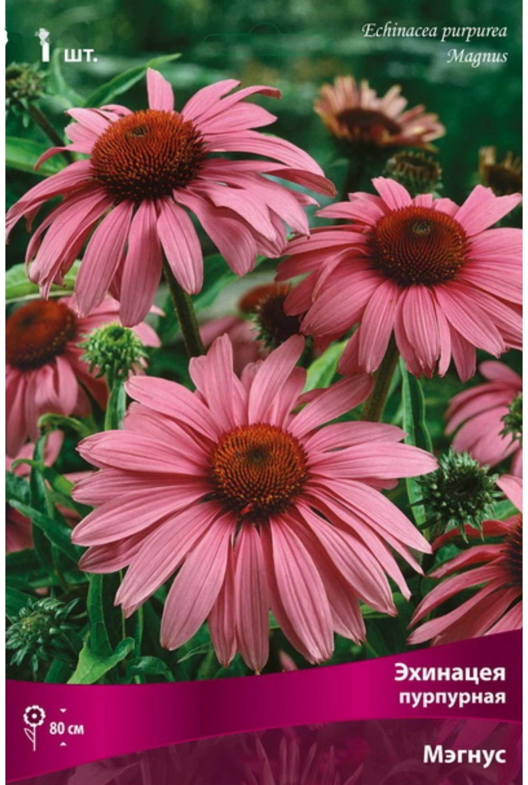 Эхинацея пурпурная 