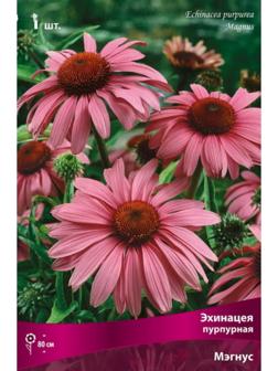 Эхинацея пурпурная 
