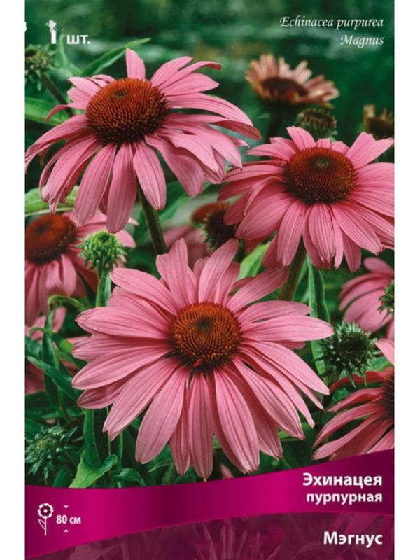 Эхинацея пурпурная 