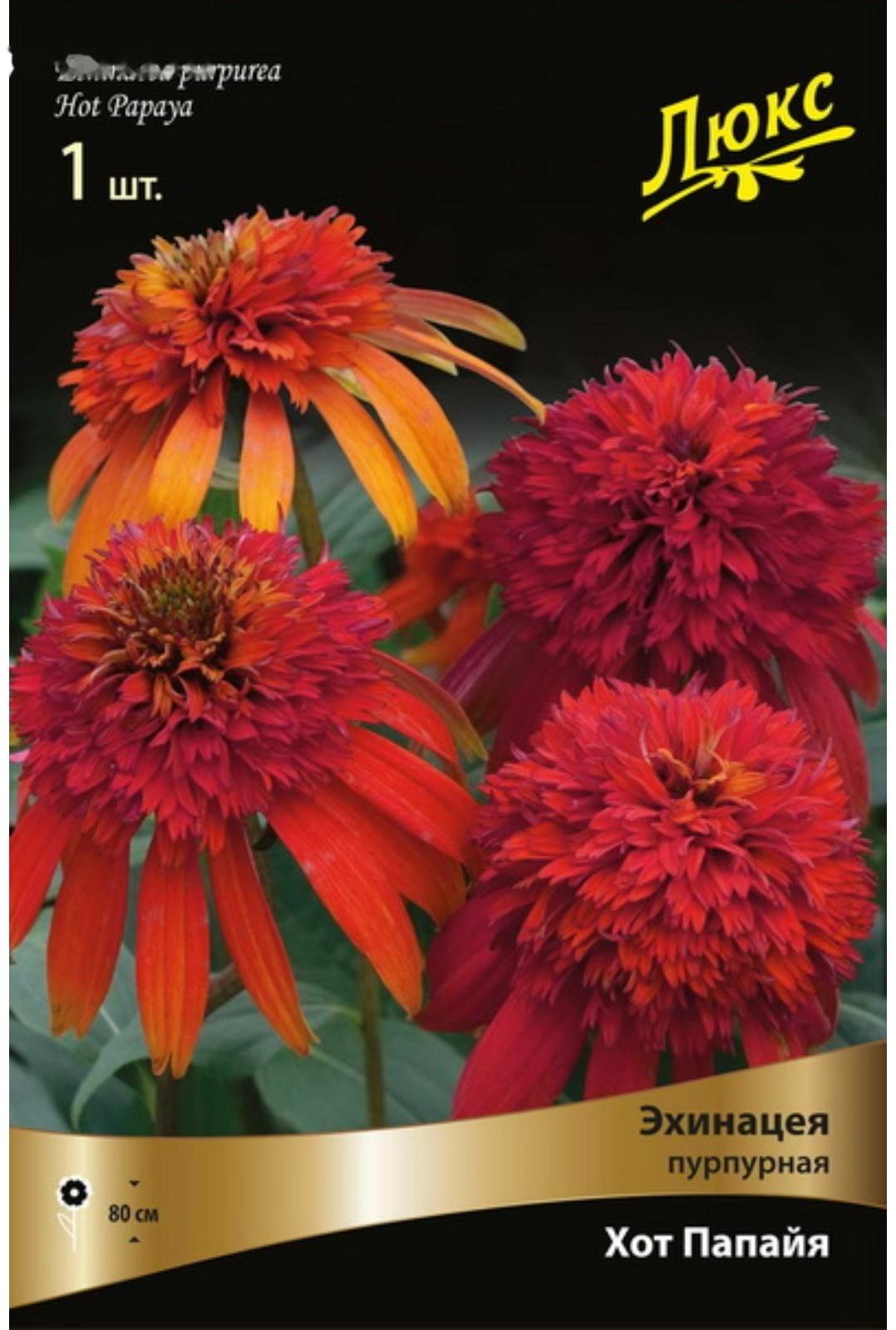 Эхинацея пурпурная 