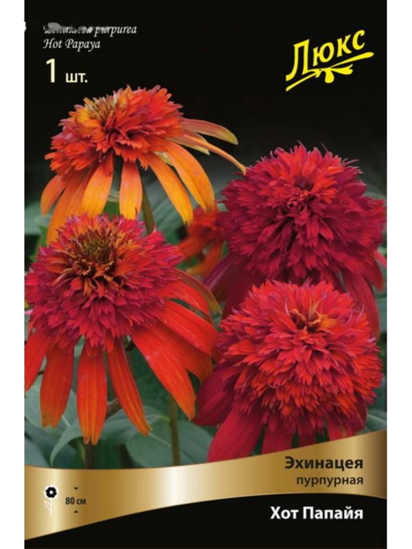 Эхинацея пурпурная 
