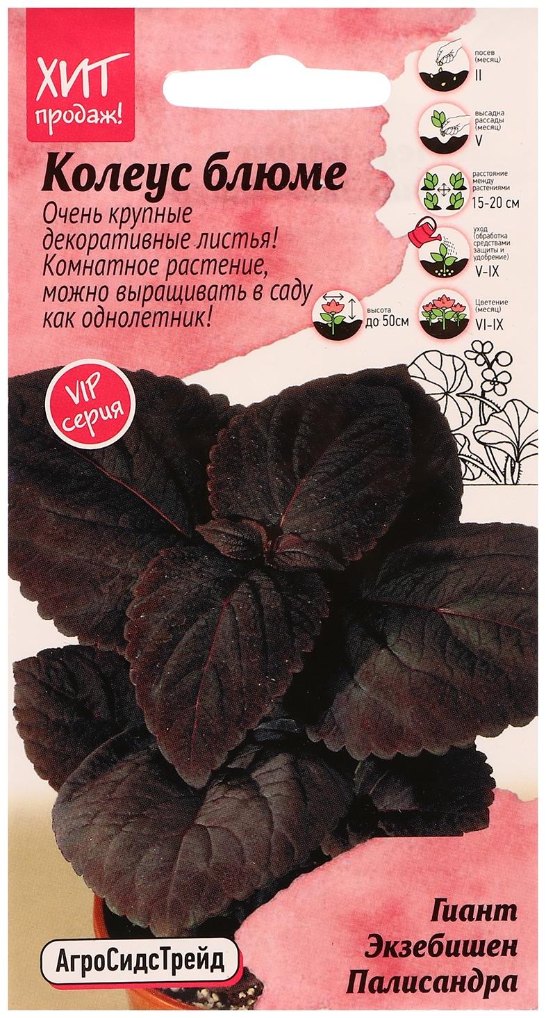 Семена цветов Колеус блюме 