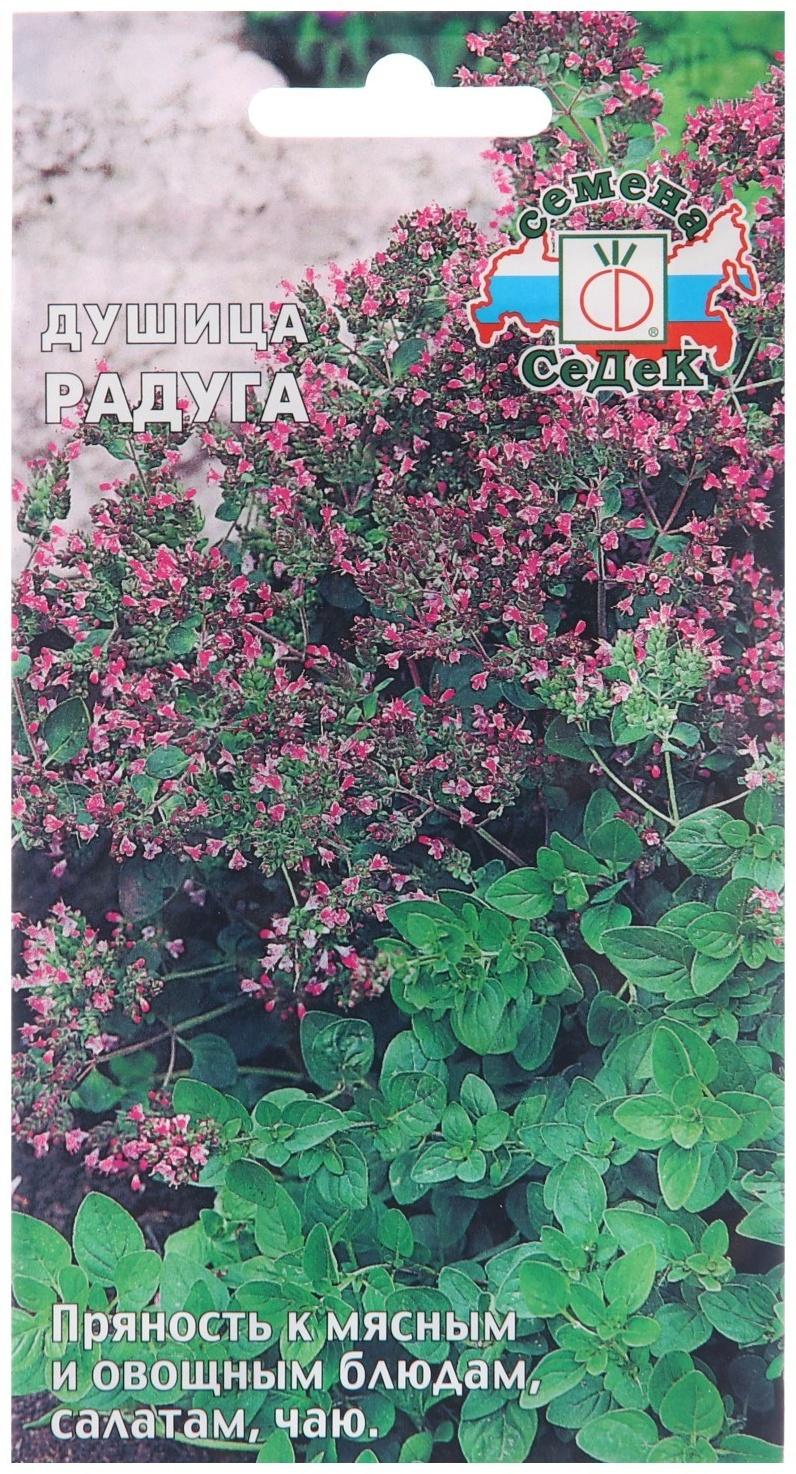 Семена Душица 