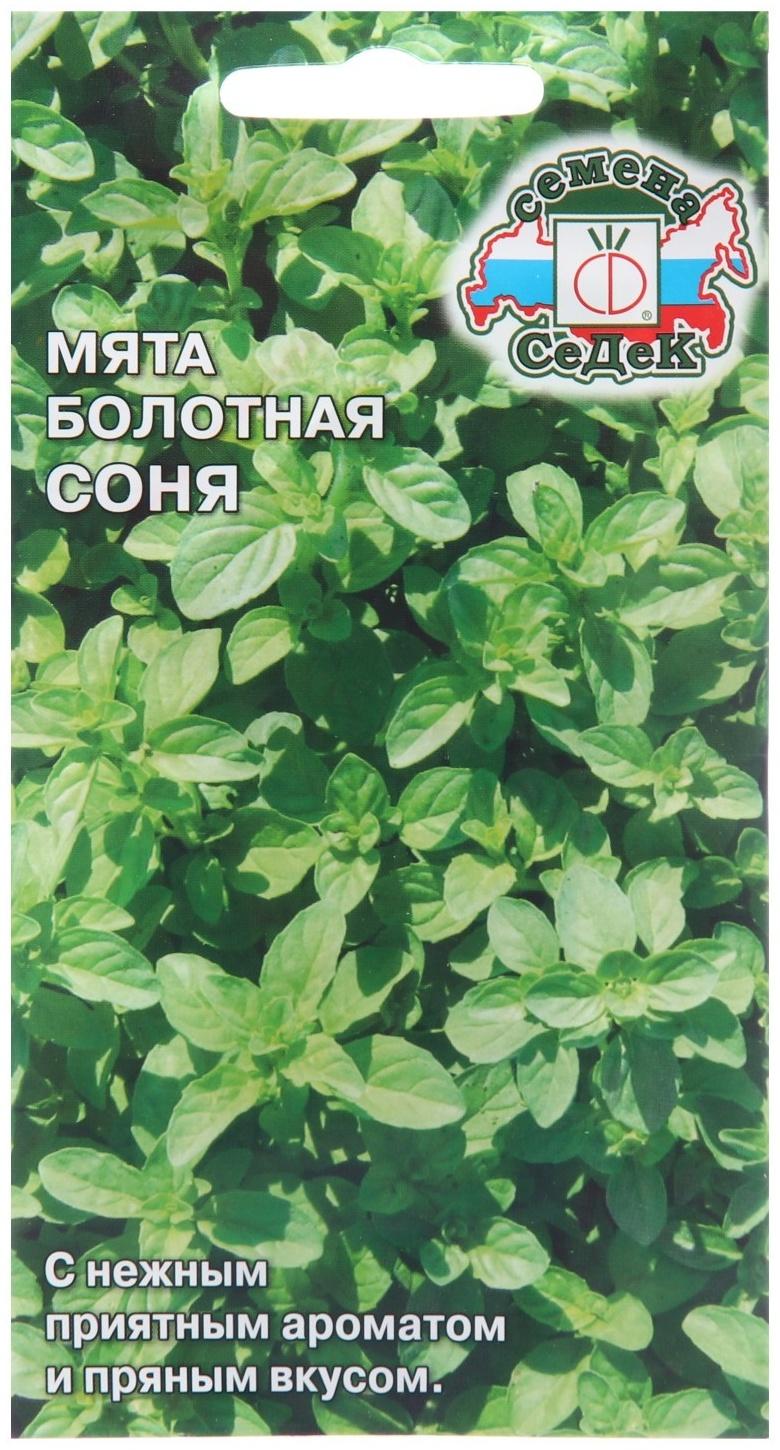 Семена Мята 