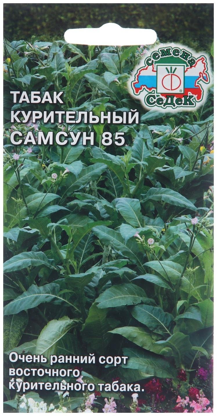 Семена Табак 