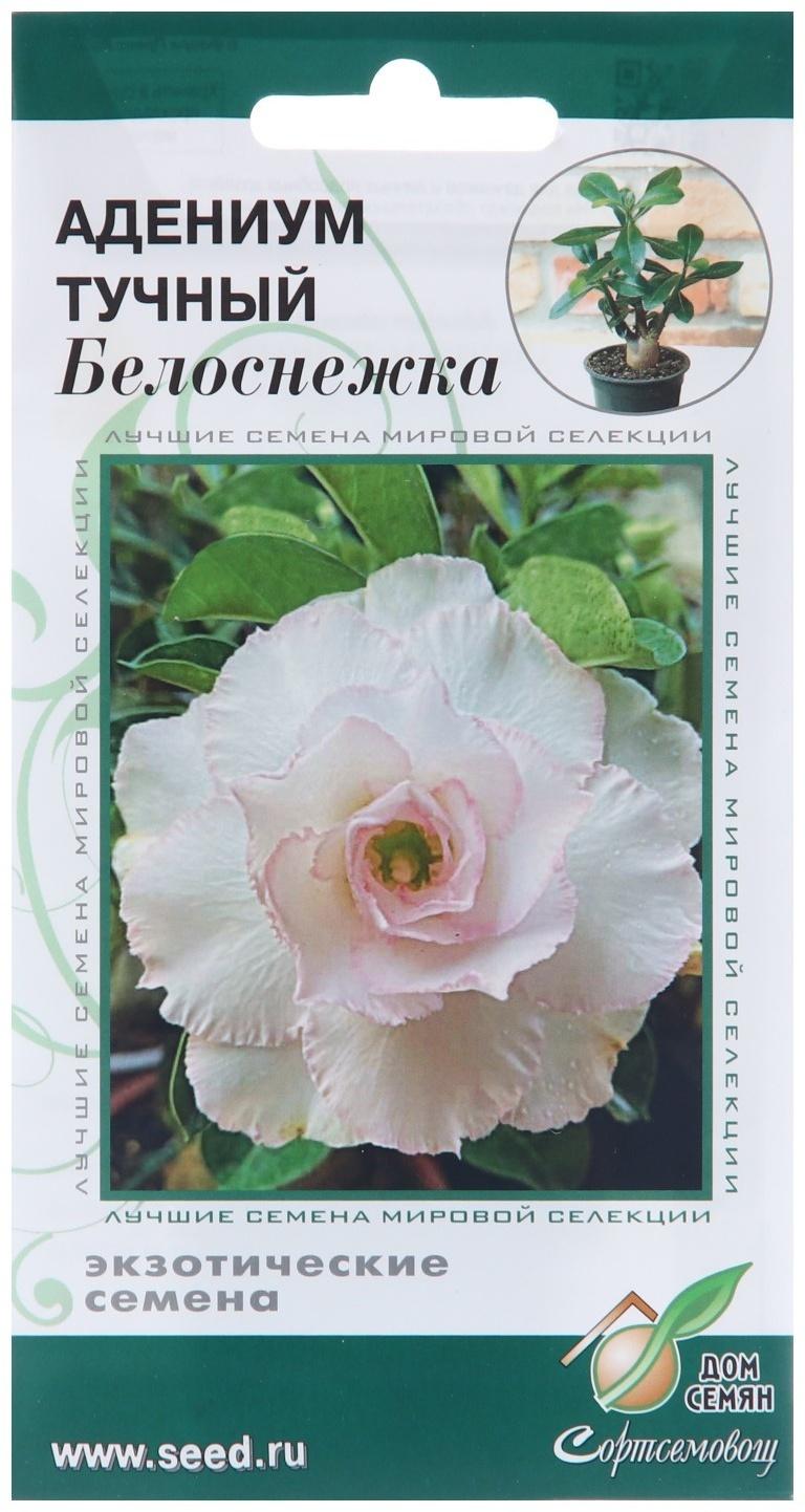 Семена цветов Адениум тучный 