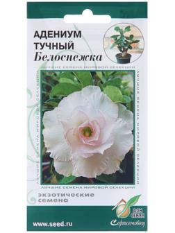 Семена цветов Адениум тучный 