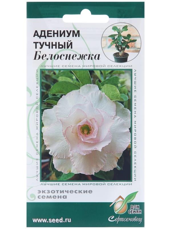 Семена цветов Адениум тучный 