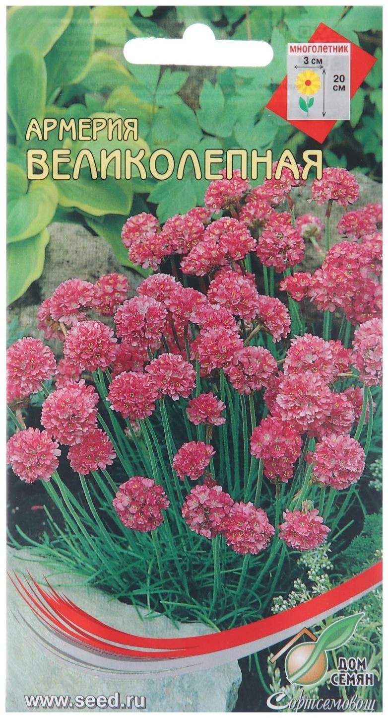 Семена цветов Армерия 