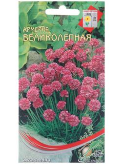 Семена цветов Армерия 