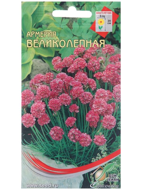 Семена цветов Армерия 