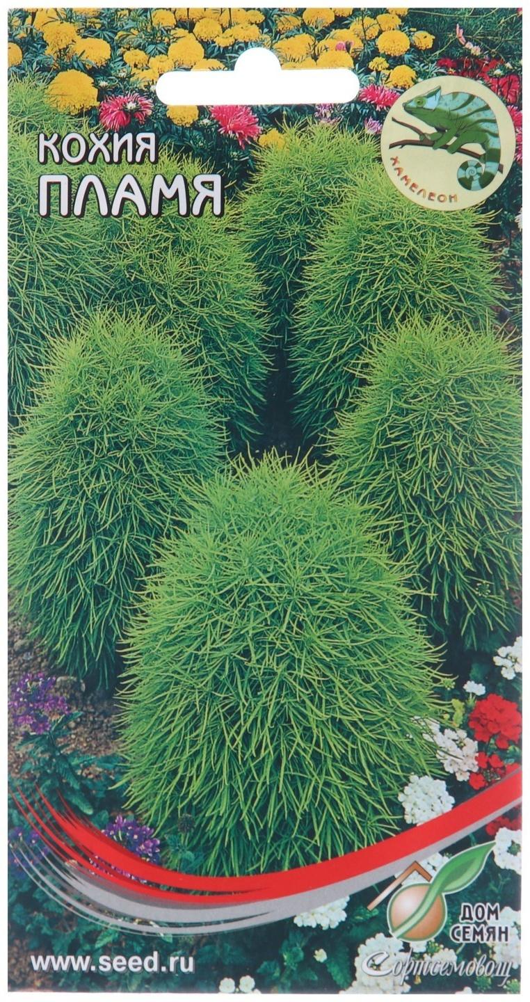 Семена цветов Кохия 
