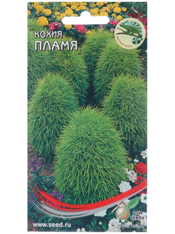 Семена цветов Кохия 